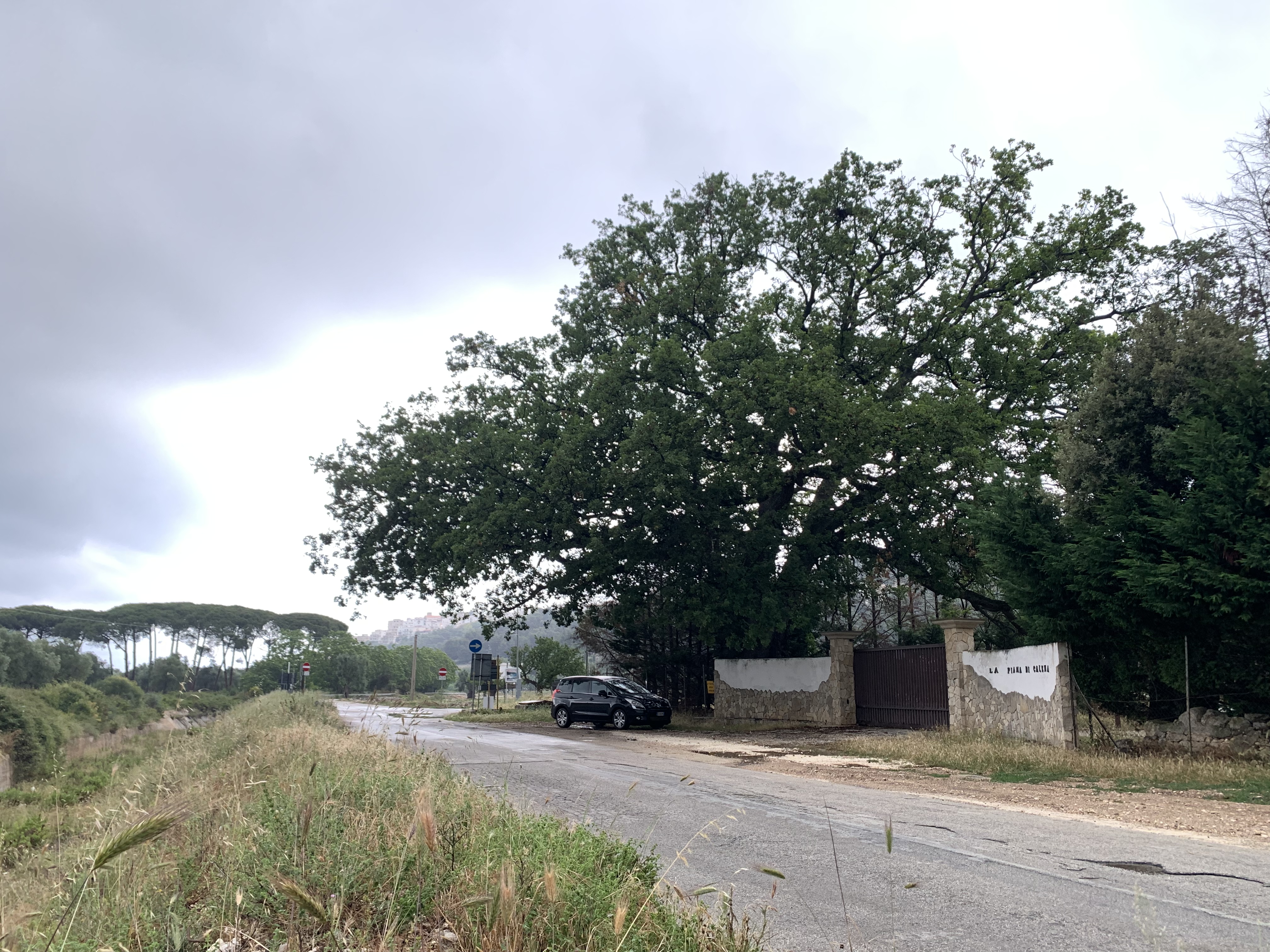 Puglia-Foggia-Peschici-Calenella-Roverella-vista-lontana