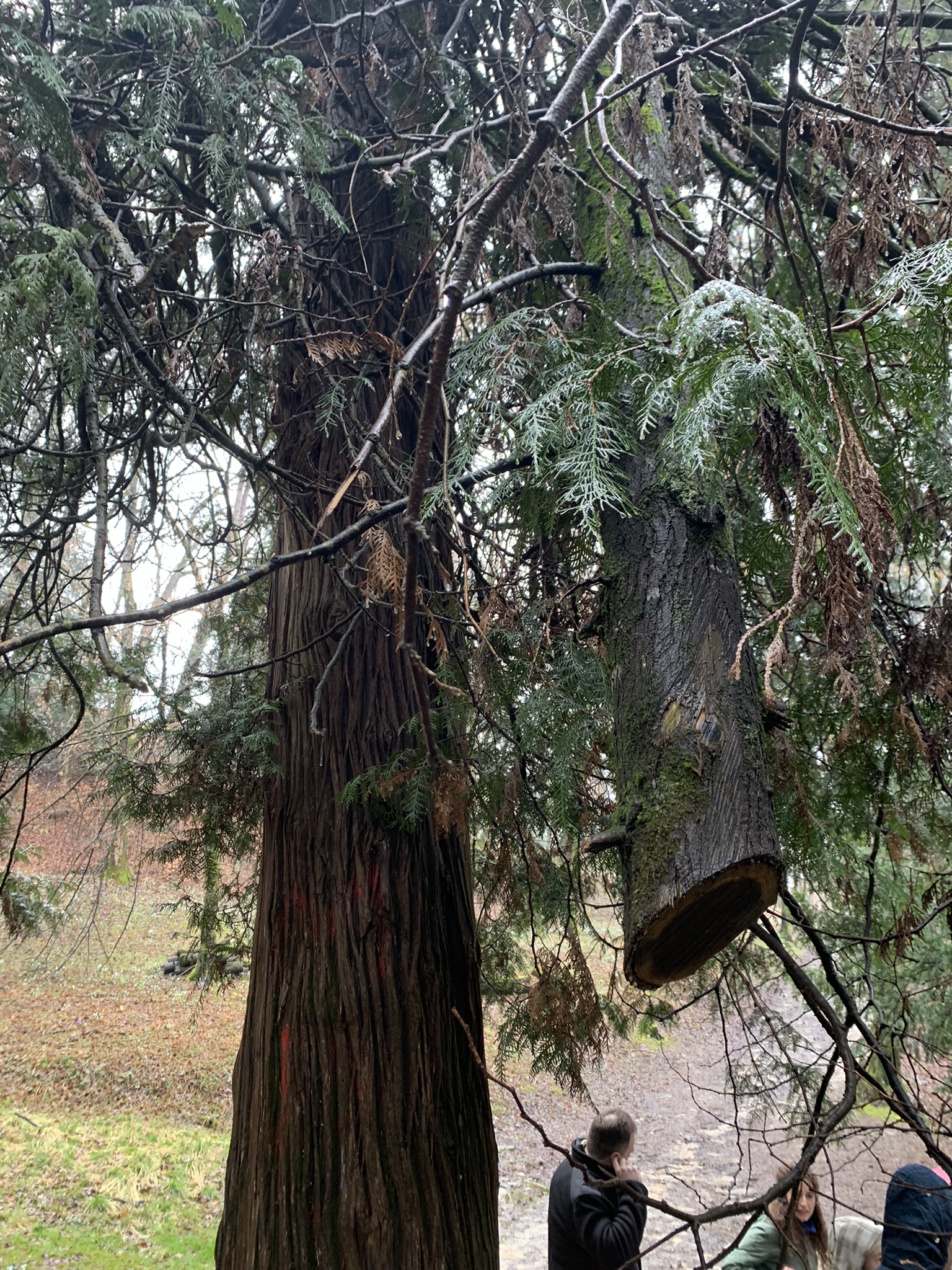 Parco di Villa Clizia a Mussoi - Immagini sopralluogo 06