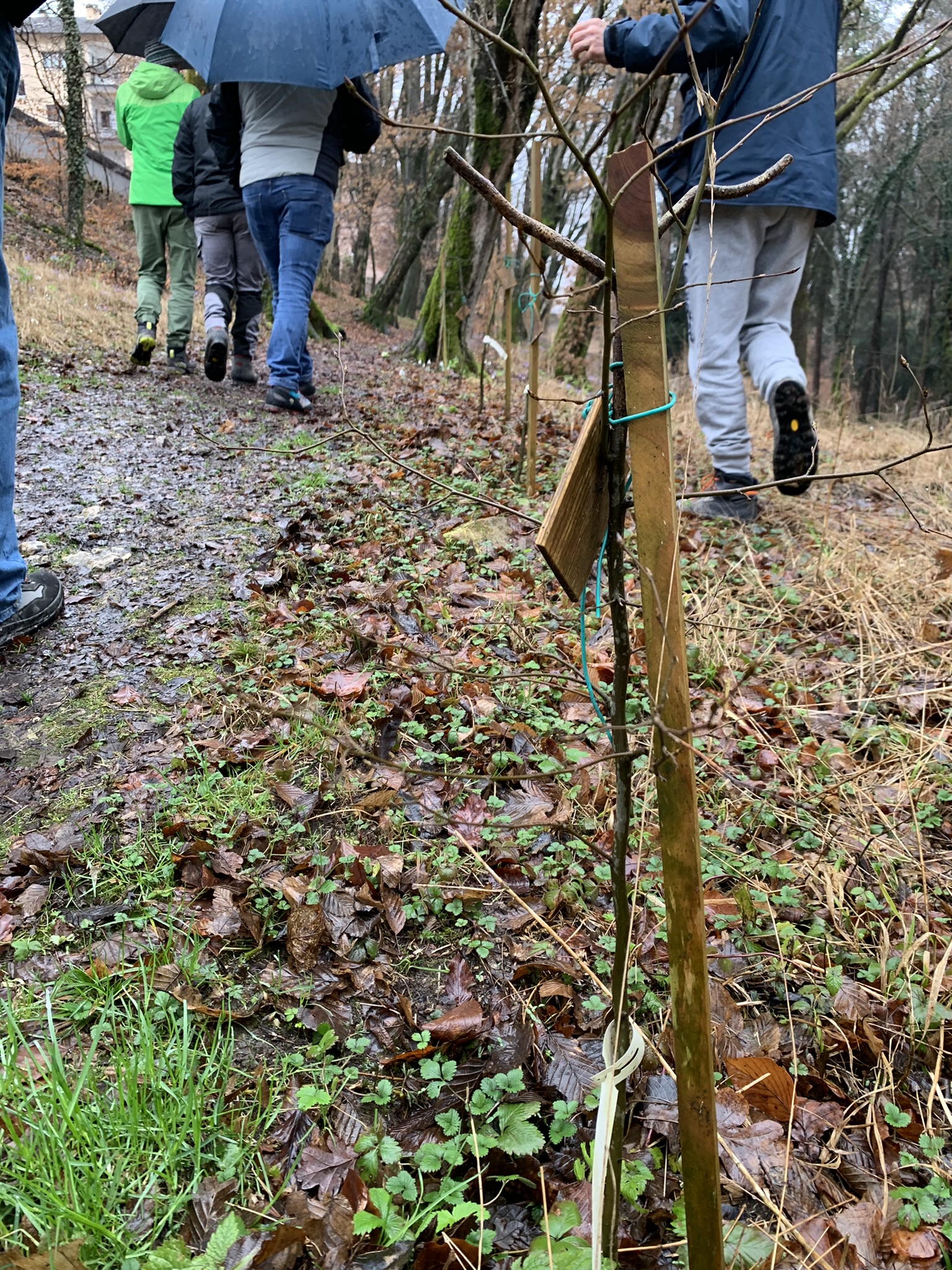 Parco di Villa Clizia a Mussoi - Immagini sopralluogo 09